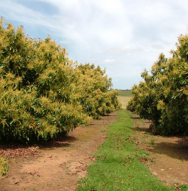 Avocado Production