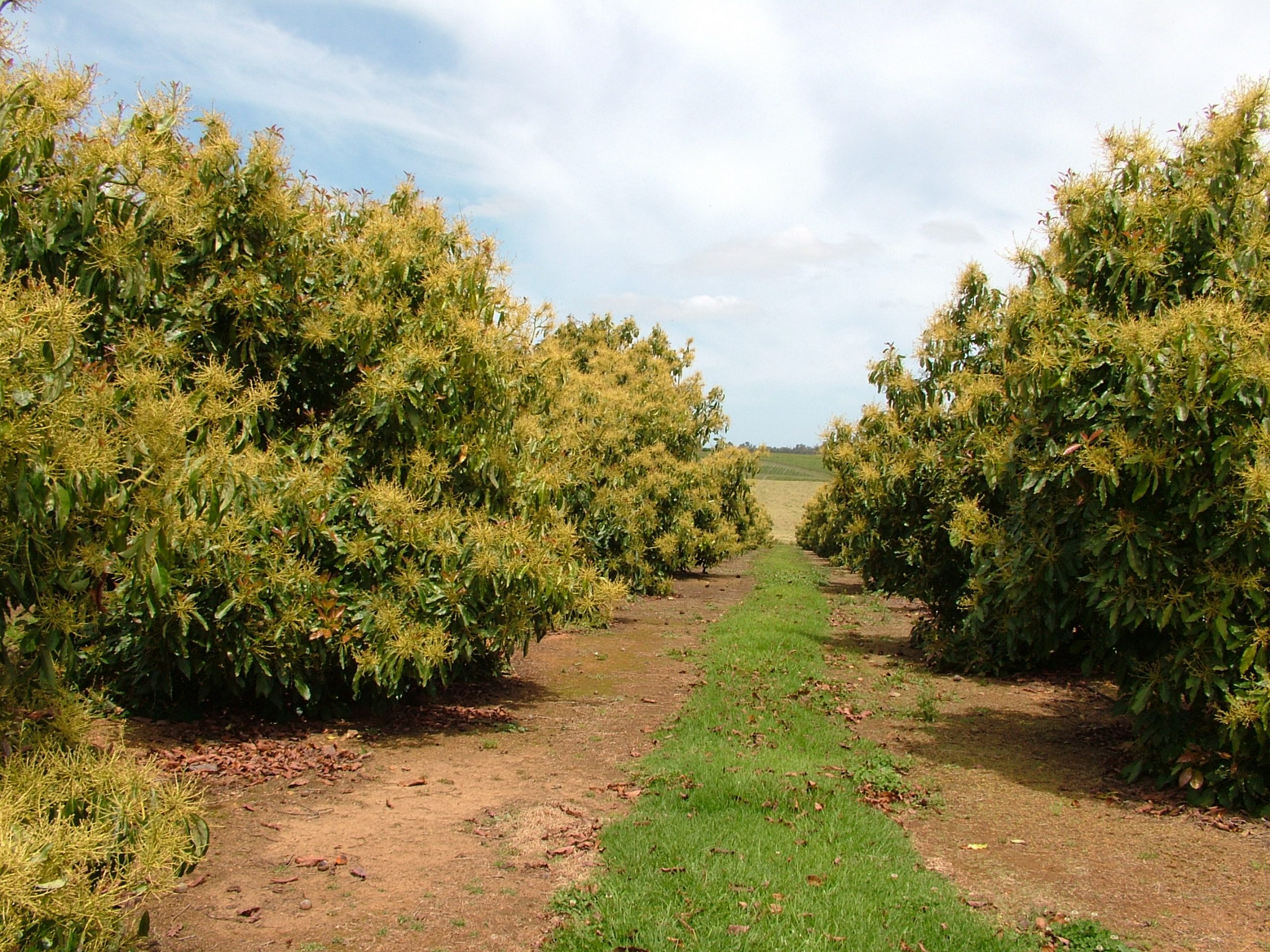 Avocado Production