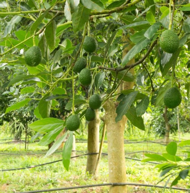Facts about the Hass Avocado