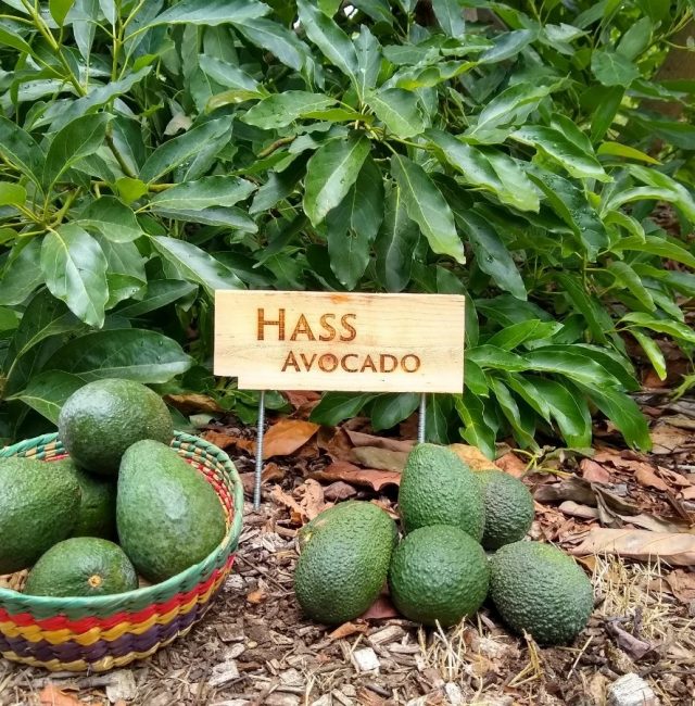 Why We Prefer Hass Avocado Than Any Other Cash Crop