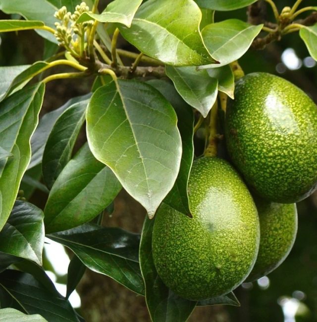 Why Do We Venture into Hass Avocado Production