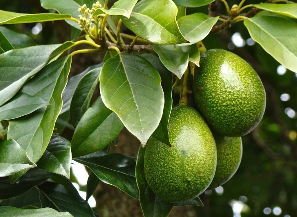 Why Do We Venture into Hass Avocado Production